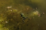 Grünfrosch und Erdkröten-Quappen 1