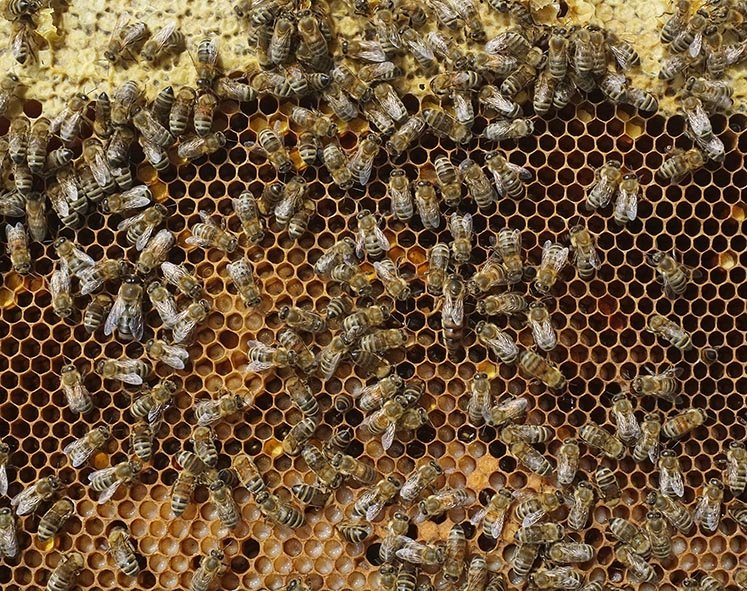 02 Bienenkurs Etzwiesen - Brutnest mit Königin