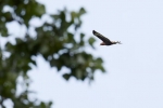 Bussard Landbachaue 1