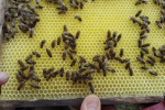Imkertreff - Durchsicht 2 - frischer Honig
