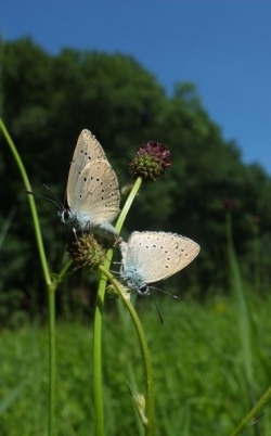 Kopulation Dunkler Wiesenknopf-Ameisenblaeuling auf Grossem Wiesenknopf2