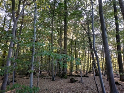 Bild 3: Buchen/Eichen Symbiose