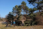 Kiefern an der Bienenweide fällen 7