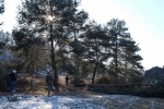 Kiefern an der Bienenweide fällen 2