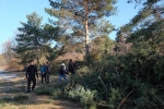 Kiefern an der Bienenweide fällen 4