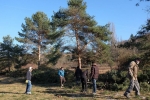 Kiefern an der Bienenweide fällen 6