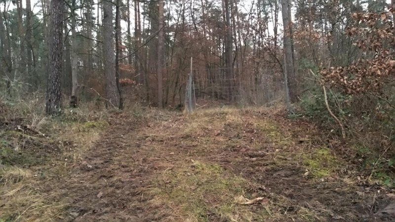 NSG Kalksandkiefernwald bei Seeheim - Holzwirtschaft 1