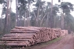 NSG Kalksandkiefernwald bei Seeheim - Holzwirtschaft 4