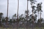 Einsatz-Schonung-Waldfriedhof-05-10x16s