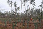 Einsatz-Schonung-Waldfriedhof-07-10x23s