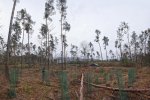 Einsatz-Schonung-Waldfriedhof-08-10x14s