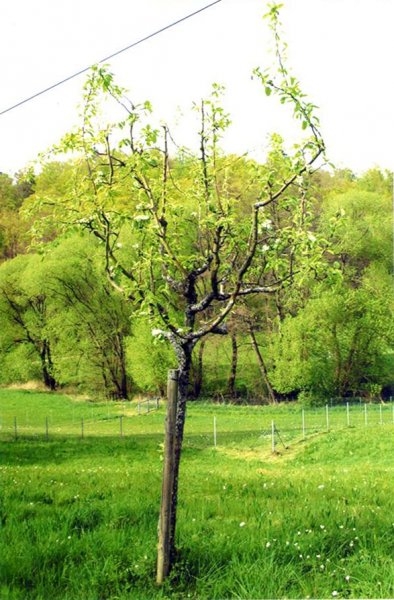 Stettbacher Tal 1