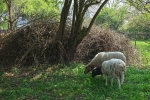 Böckchenweide 1