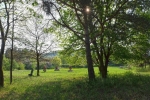 Pfadfinderweide 1