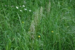 Orchideenwiese 1