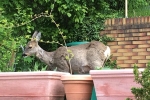 Reh im Garten 2