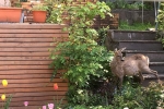 Reh im Garten 3