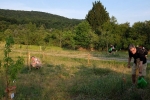 Kirschgarten 08