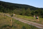Kirschgarten 09