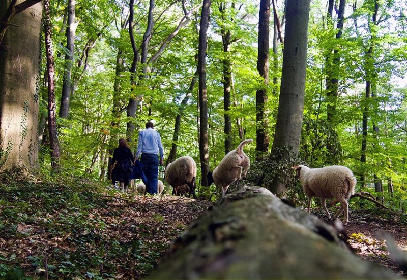 Schafe im Wald 03
