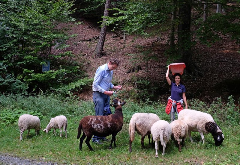 Schafe im Wald 02