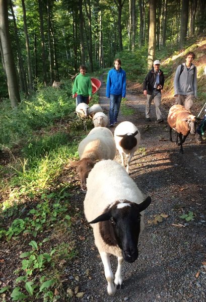 Schafe im Wald 3c Silas 10x15s