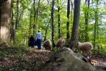 Schafe im Wald 03