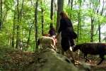 Schafe im Wald 04