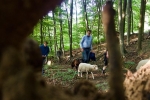 Schafe im Wald 05