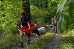 Schafe im Wald 06