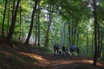 Schafe im Wald 07