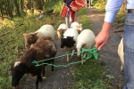 Schafe im Wald 08