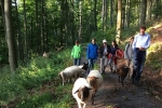 Schafe im Wald 09