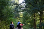 Schafe im Wald 11
