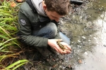 Feuersalamander 1