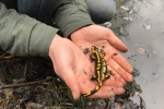 Feuersalamander 2