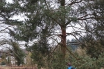 Nistkorb 3 10x15s