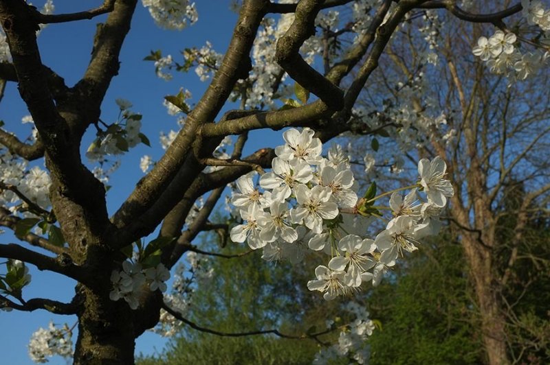 Kirschblüte am Blütenhang