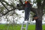 Steinkauz-Monitoring im Ried 1