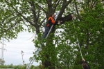 Steinkauz-Monitoring im Ried 5