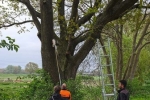 Steinkauz-Monitoring im Ried 2