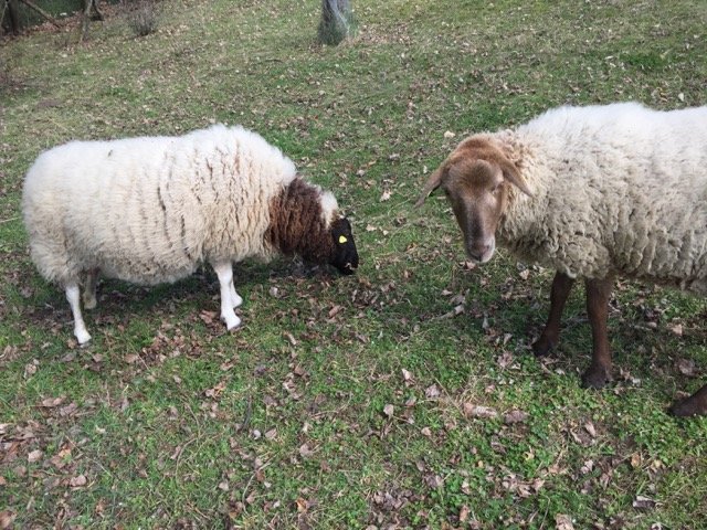 Schafe und Lämmer 04