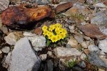 07-Vermuntgletscher-11-Blumen-10x15s