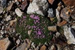07-Vermuntgletscher-12-Blumen-10x15s