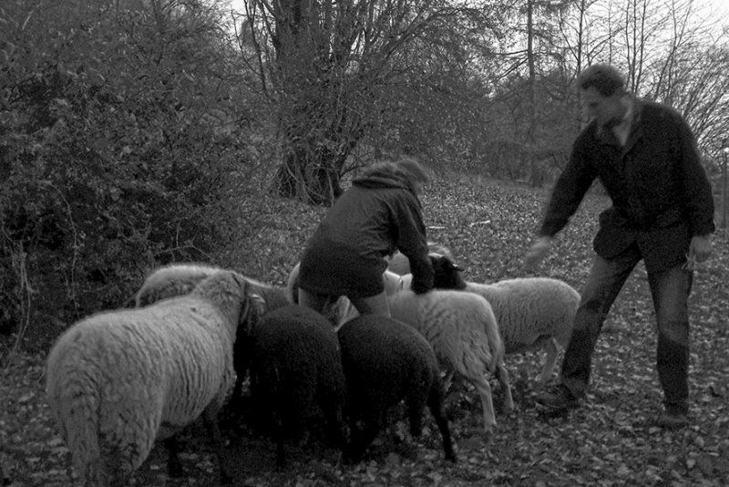 Schafe Bips-Weide 2