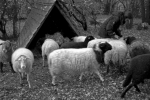 Schafe Bips-Weide 1
