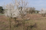 Trockenrasen-Malchen-Süd-06-10x28s