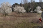 Trockenrasen-Malchen-Süd-12-10x45s
