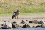 10 Nilgans