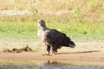 10 Seeadler 1